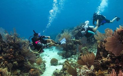 Red Sea Diving