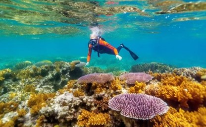 Red Sea Fish