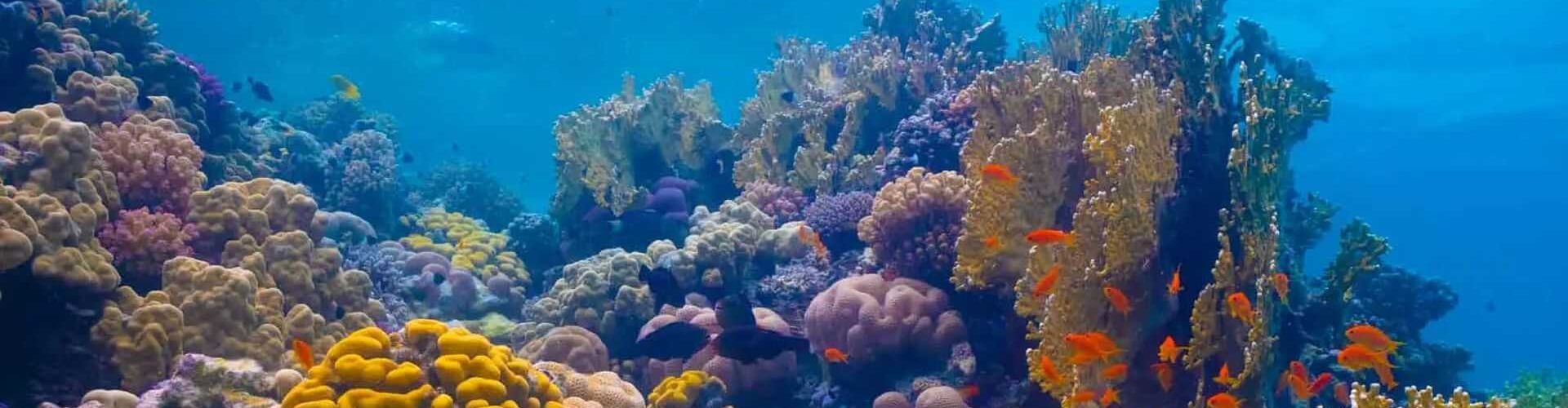 Dive Sites